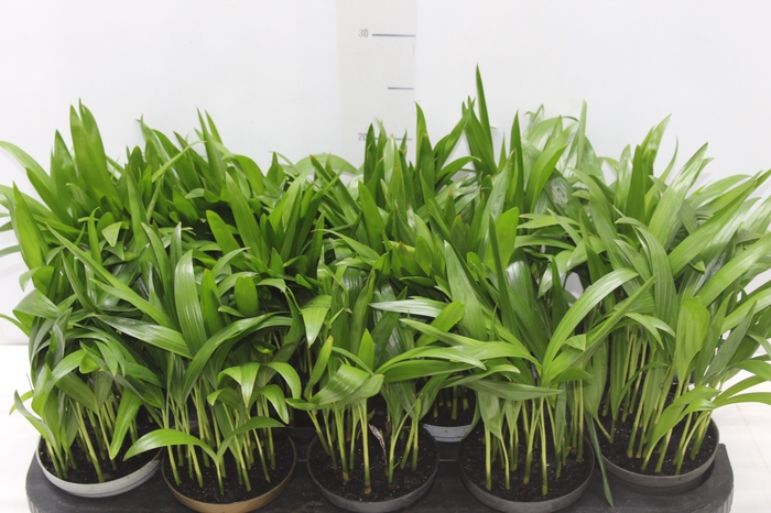<h4>ARECA BAMBU P11</h4>