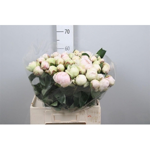 Paeo L Bowl Of Cream