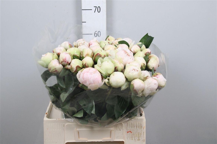 <h4>Paeo L Bowl Of Cream</h4>