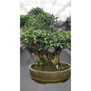 Ficus retusa, pot 49cm. Height 80cm.( single item)