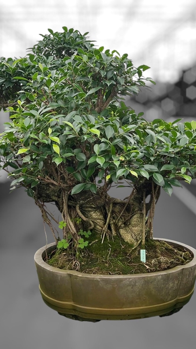 <h4>Ficus retusa, pot 49cm. Height 80cm.( single item)</h4>