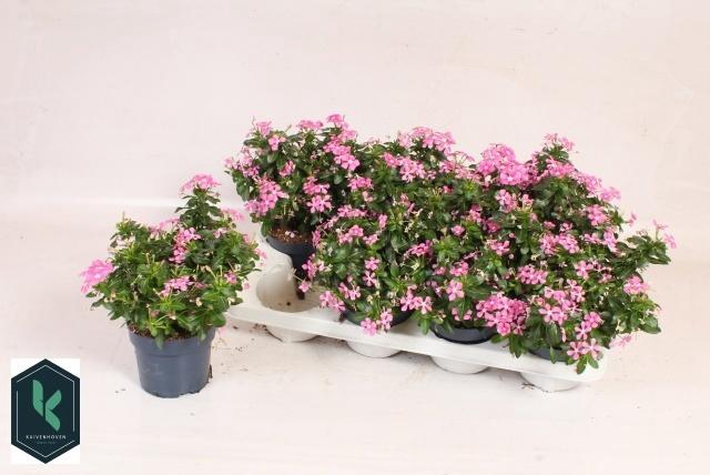 <h4>CATH SOIREE CO PINKY</h4>