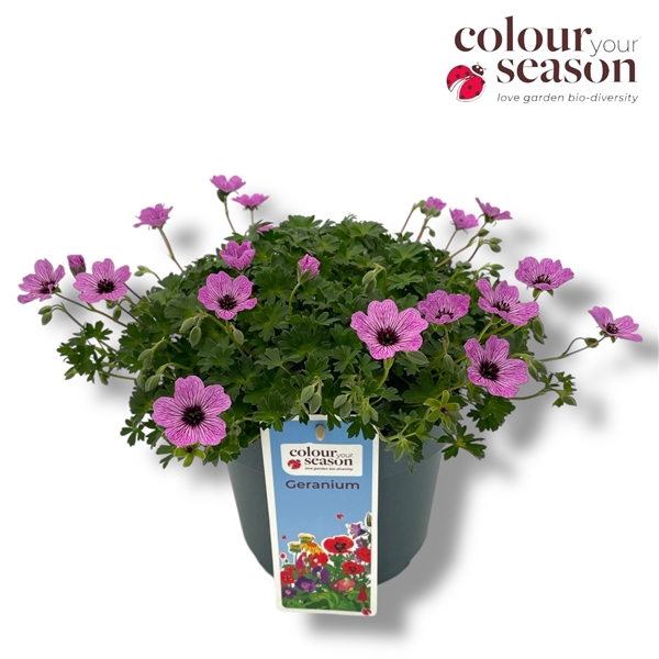 <h4>Geranium cinereum 'Ballerina'</h4>