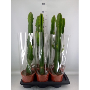 Euphorbia acrurensis