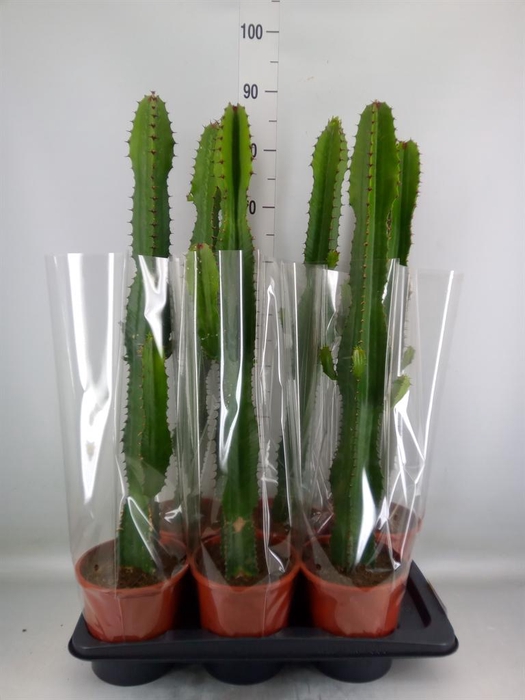 <h4>Euphorbia acrurensis</h4>