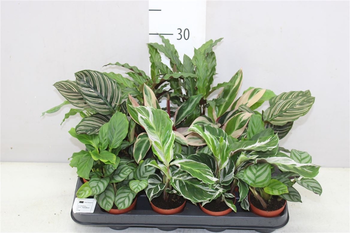 <h4>Calathea 7cm Gemengd</h4>