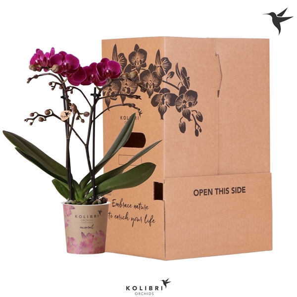 <h4>Kolibri Orchids Phalaenopsis Violet 2 spike no sleeve</h4>