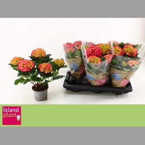 HYDR M DUTCH L SELMA