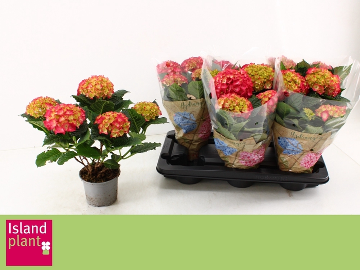 <h4>HYDR M DUTCH L SELMA</h4>