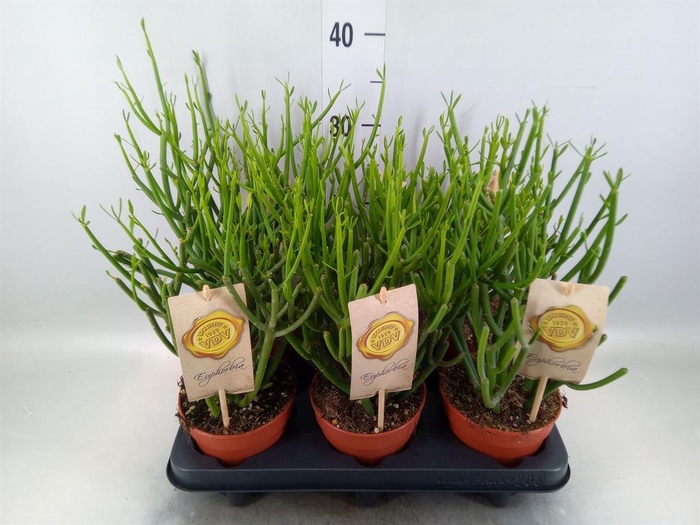 <h4>Euphorbia tirucalli</h4>