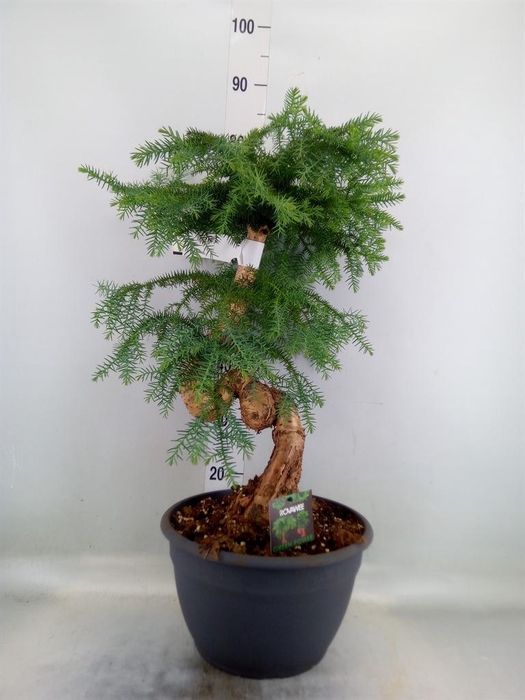 <h4>Araucaria   ...</h4>