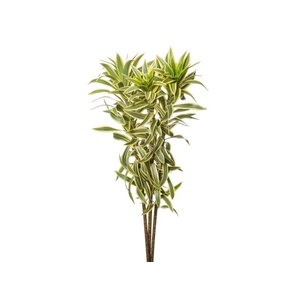 FOLHAGEM DRACENA PLEOMELE VARIEGATA