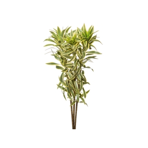FOLHAGEM DRACENA PLEOMELE VARIEGATA