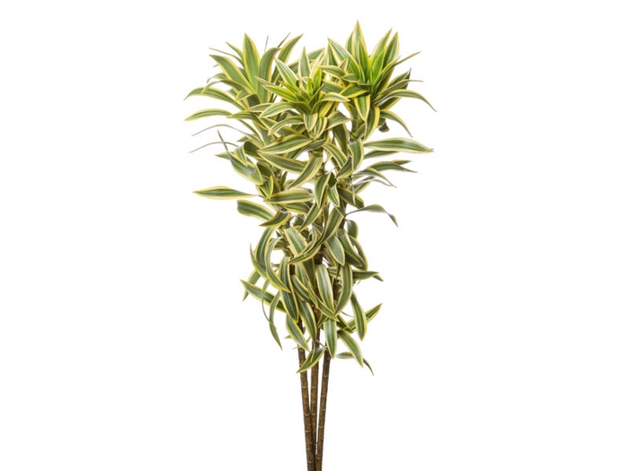 FOLHAGEM DRACENA PLEOMELE VARIEGATA