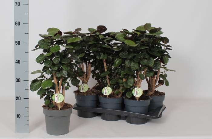 <h4>POLY FABIAN</h4>