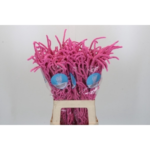 Amaranthus Yearming Desert Lady Pink