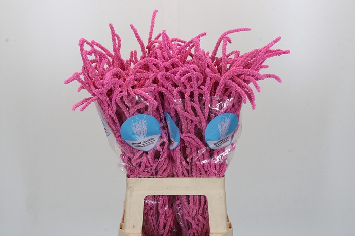 Amaranthus Yearming Desert Lady Pink