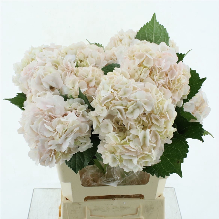 <h4>Hydr A Light Pink</h4>