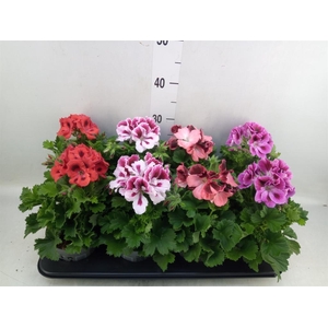 Pelargonium gran.   ..mix