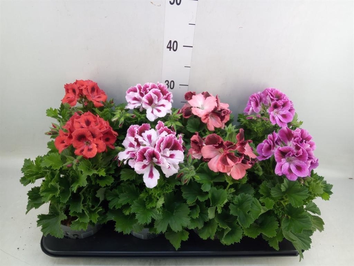 <h4>Pelargonium gran.   ..mix</h4>