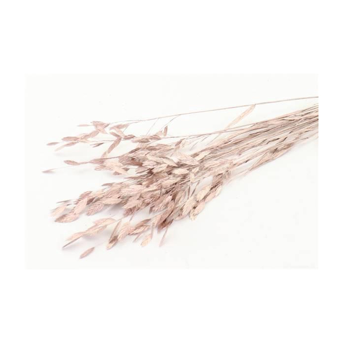 <h4>Bunch Chasmantium 10 Pcs Slv L80</h4>