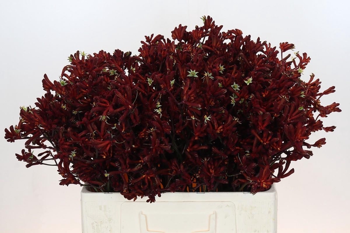 <h4>Anigozanthos Bush Ruby</h4>