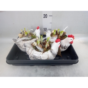 Planten  ..in schaal L%