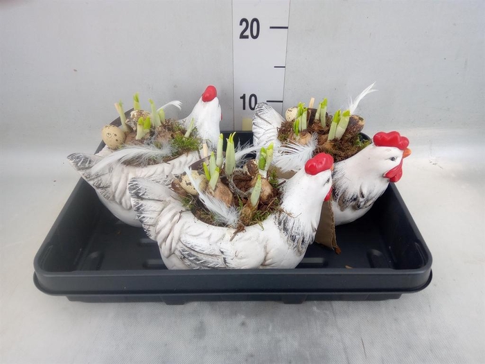 <h4>Planten ..in schaal L%</h4>