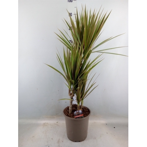 Dracaena marg. 'Bicolor'