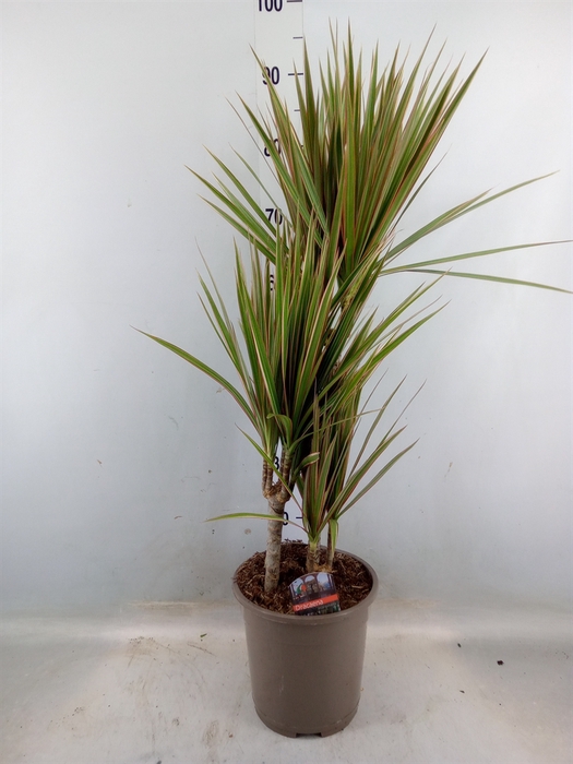 <h4>Dracaena marg. 'Bicolor'</h4>