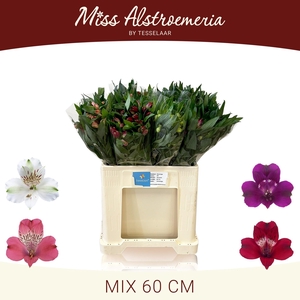ALSTR GEM IN FUST