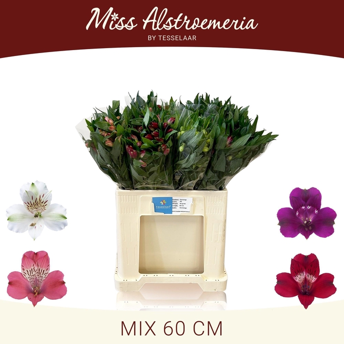 <h4>ALSTR GEM IN FUST</h4>