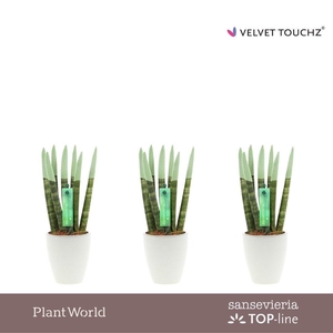 Sansevieria VELVET TOUCHZ® Pastel groen in Osaka keramiek
