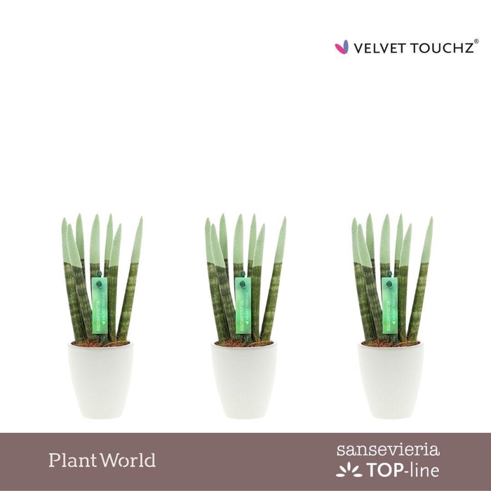 <h4>Sansevieria VELVET TOUCHZ® Pastel groen in Osaka keramiek</h4>