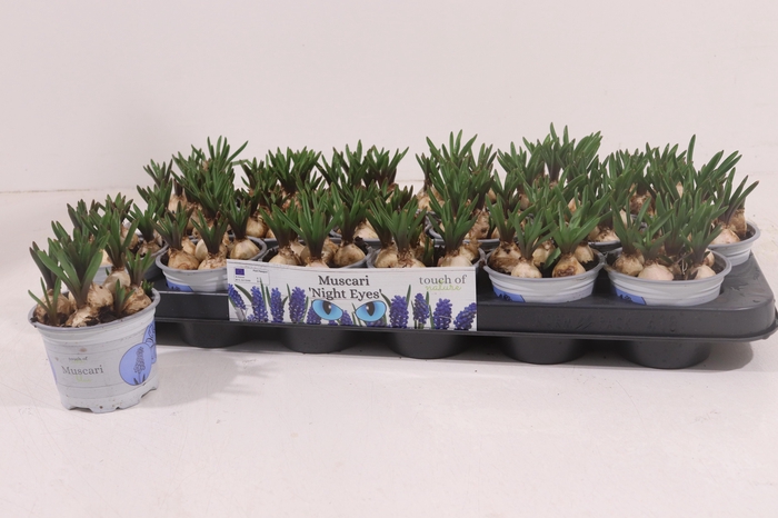 <h4>Muscar Night Eyes</h4>