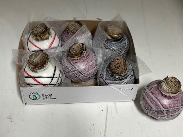 <h4>BLOEMBOL HIPPEASTRUM</h4>