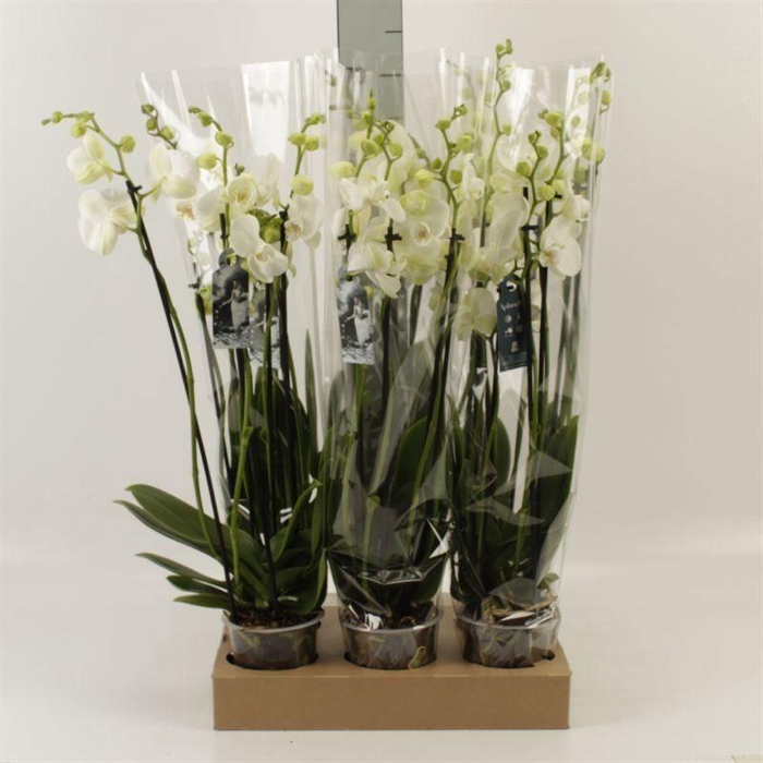 <h4>Phalaenopsis   ...white</h4>