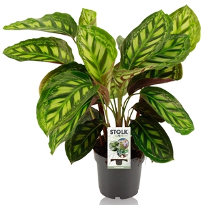 Calathea 14cm 'Moonlight'