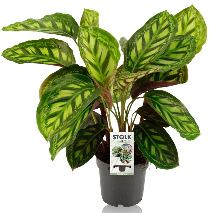 <h4>Calathea 14cm 'Moonlight'</h4>