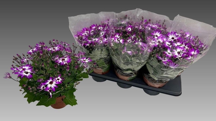 <h4>PERI C SEN PINK BIC</h4>