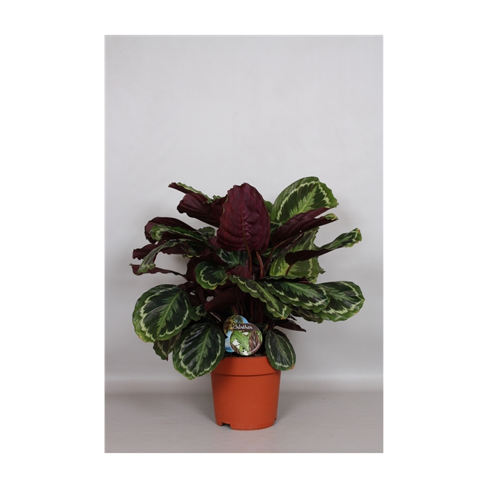 <h4>Calathea Medaillon - Green4life</h4>