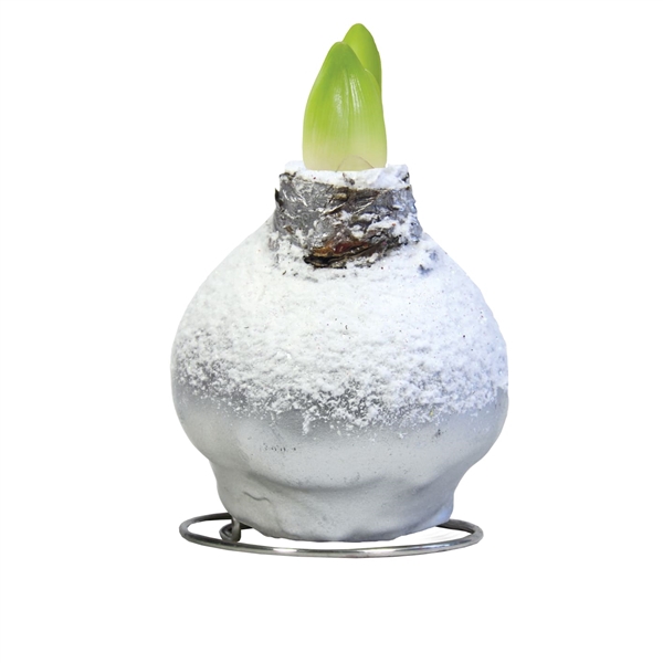<h4>Amaryllis Touch of Wax Snow Silver 6x1, rode bloem, Tray236</h4>