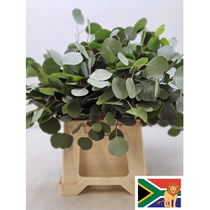 EUC POPULUS BLAD PB SUPER