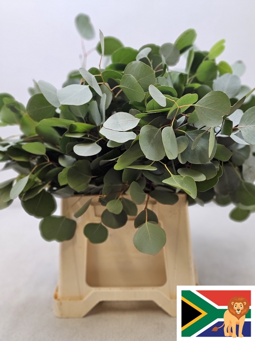 EUC POPULUS BLAD PB SUPER