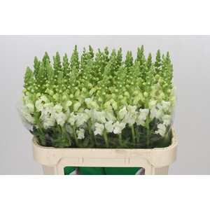 ANTIRRHINUM POTOMAC IVORY WHITE
