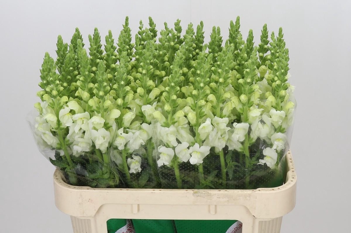 <h4>Antirrhinum Potomac Ivory White</h4>