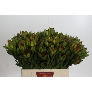 Leucadendron Goldstrike Spray