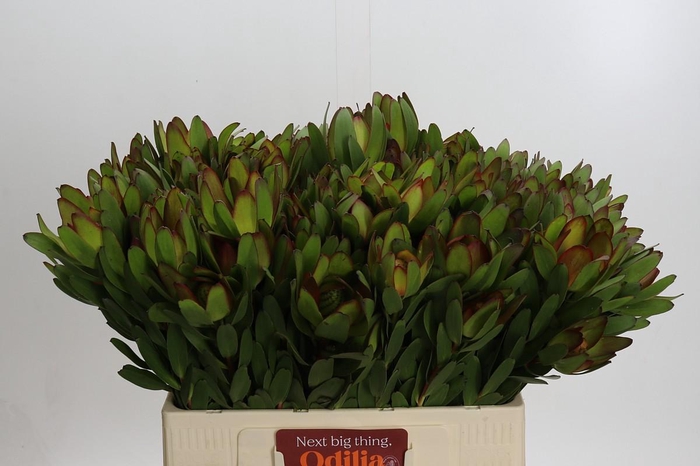 <h4>Leucadendron Goldstrike Spray</h4>