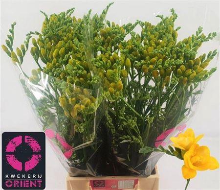 <h4>Fr Du Soleil</h4>