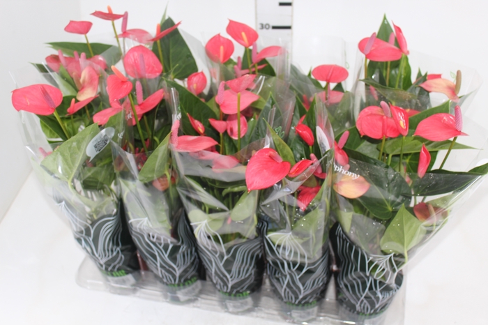 <h4>ANTHURIUM VARIADO P12</h4>